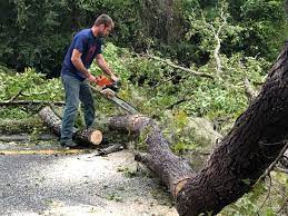 Best Hazardous Tree Removal  in USA